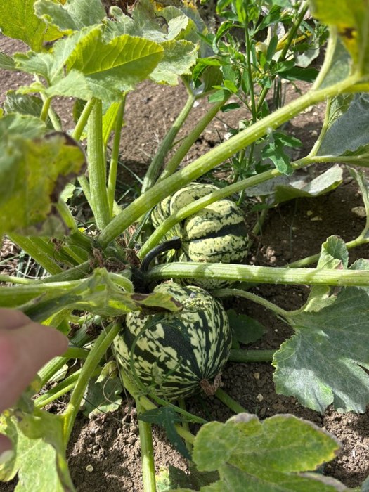 Striped green pumpkins ripening on the vine