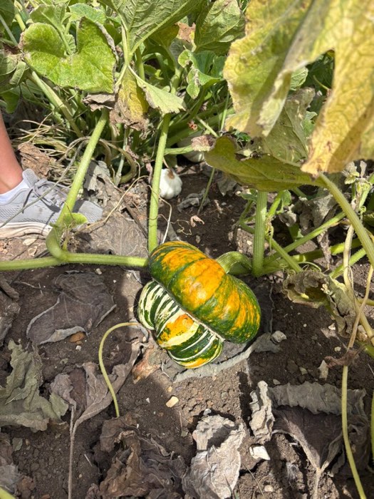 A ribbed turban squash nestled in the leaves