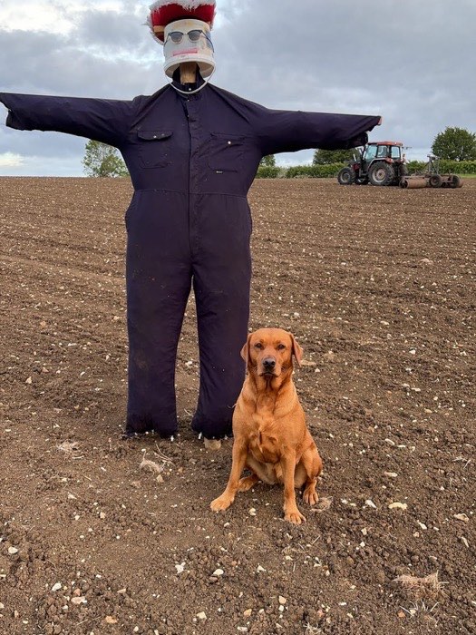 A scarecrow with arms outstretched watching over the field