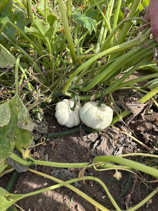 Two white pumpkins growing under broad green leaves