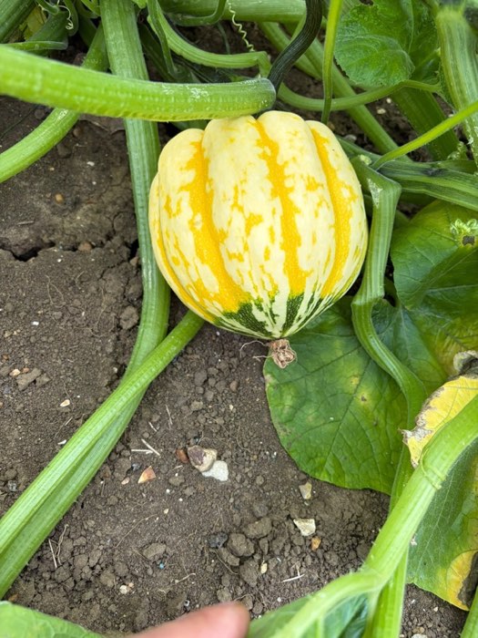 A pale yellow striped squash on the ground