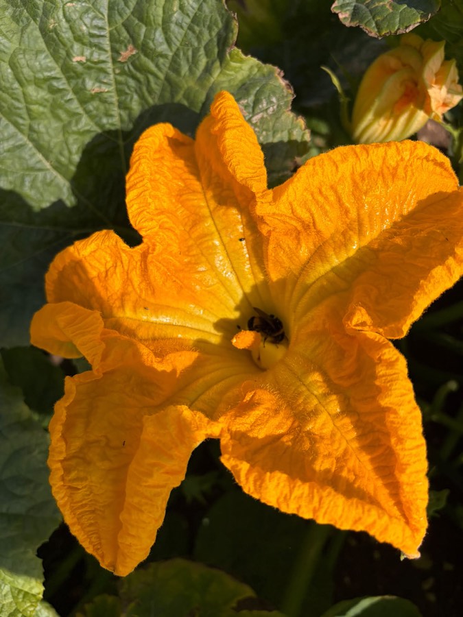 A bright orange pumpkin flower fully open in the sunshine