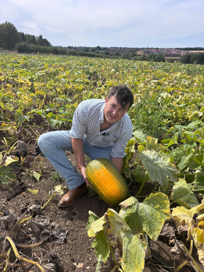 A ripe pumpkin being lifted from the vine in the field