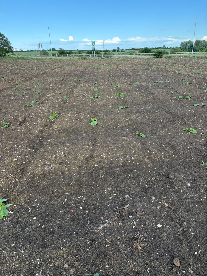 Rows of young pumpkin seedlings coming through the soil across the field