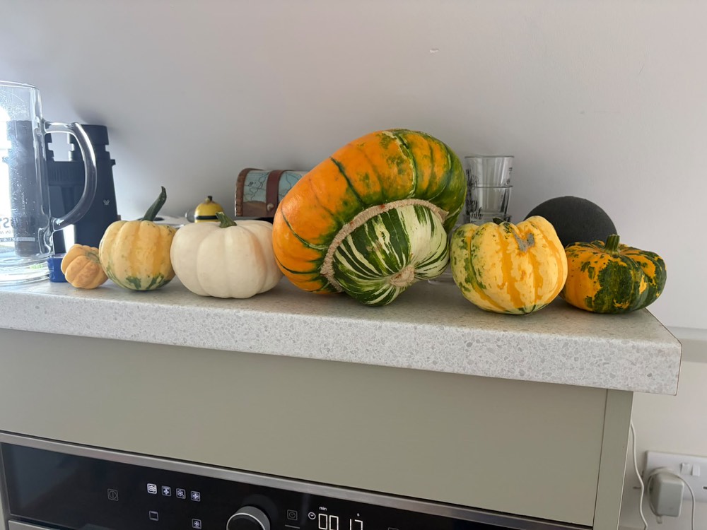 A row of squash and eating pumpkins lined up on a kitchen worktop