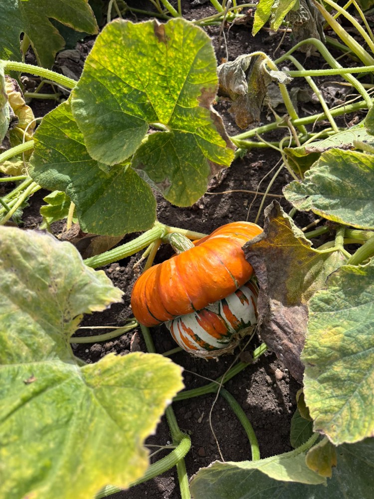 A knobbly orange and green turban gourd growing among the leaves