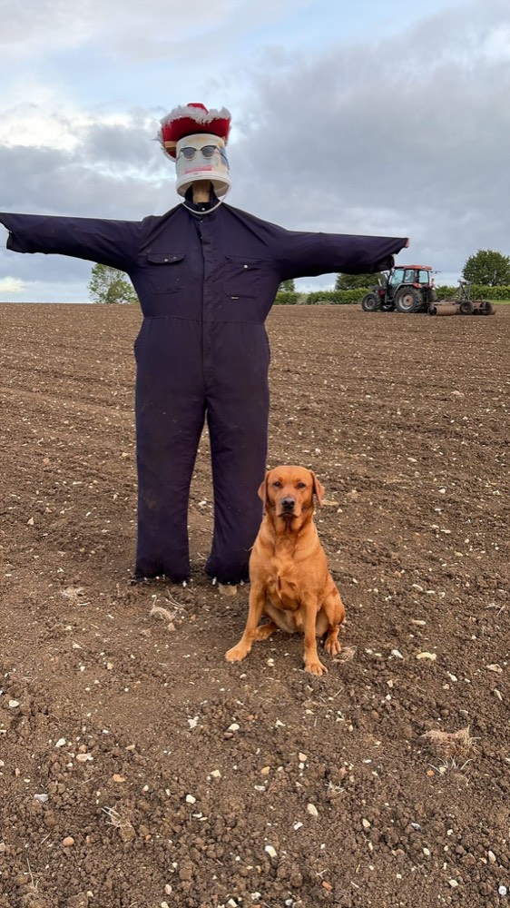 A scarecrow in a boiler suit and straw hat standing in the field, tractor working behind